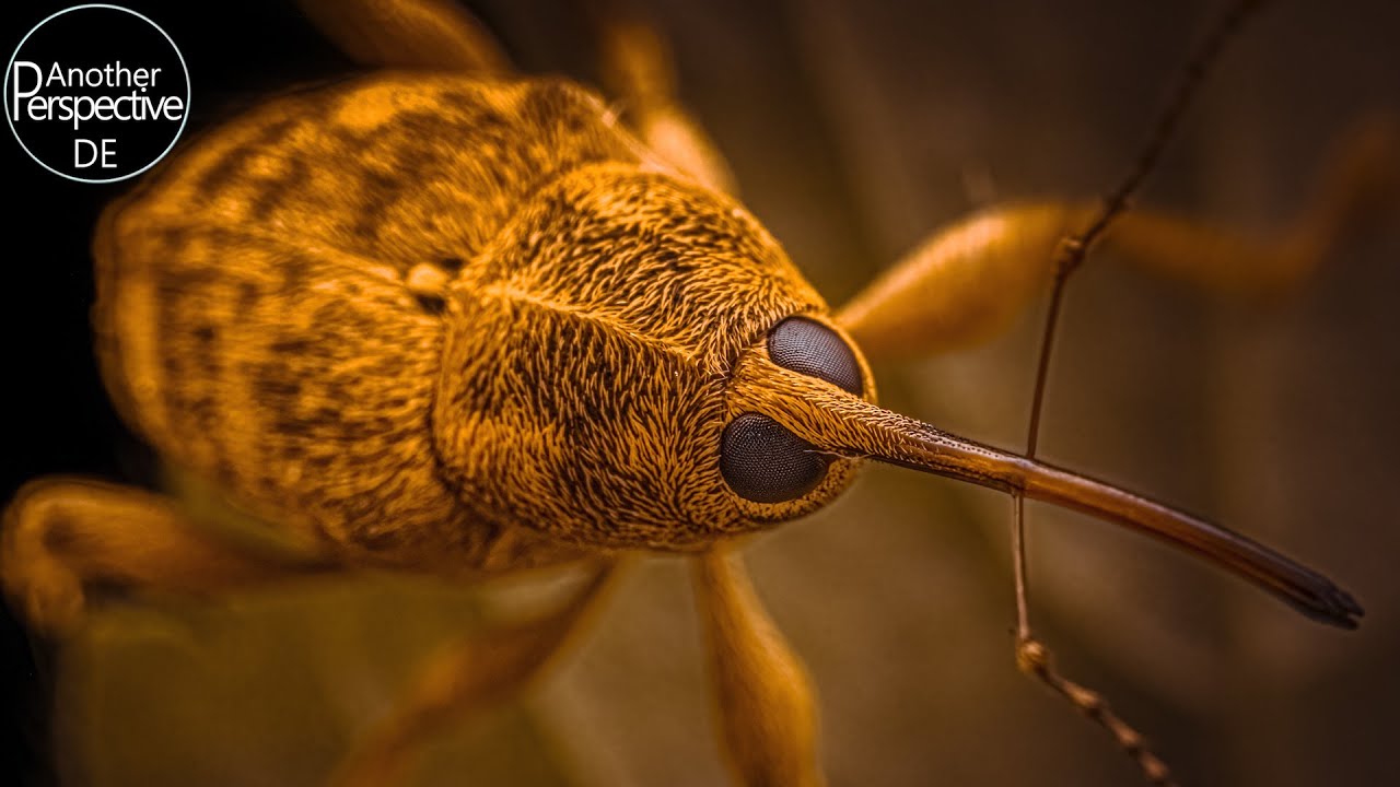 Der beste Blitz Diffusor für die Makro Fotografie bekommt ein Upgrade