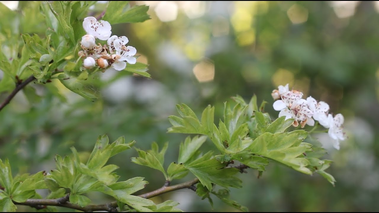 A WALK THROUGH THE SEASONS, A Short film by Fiona Humberstone