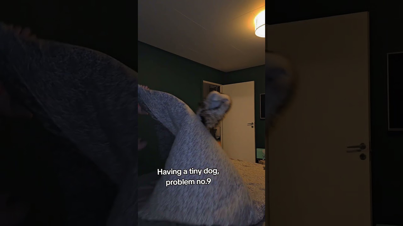 Having a tiny dog, problem no.9. 