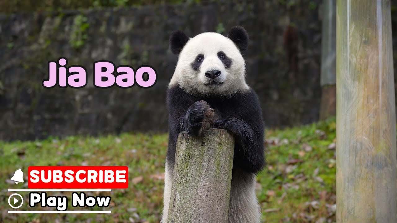 【История большой панды】Серия 34 Цзя Бао, озорной и весёлый мальчик | iPanda
