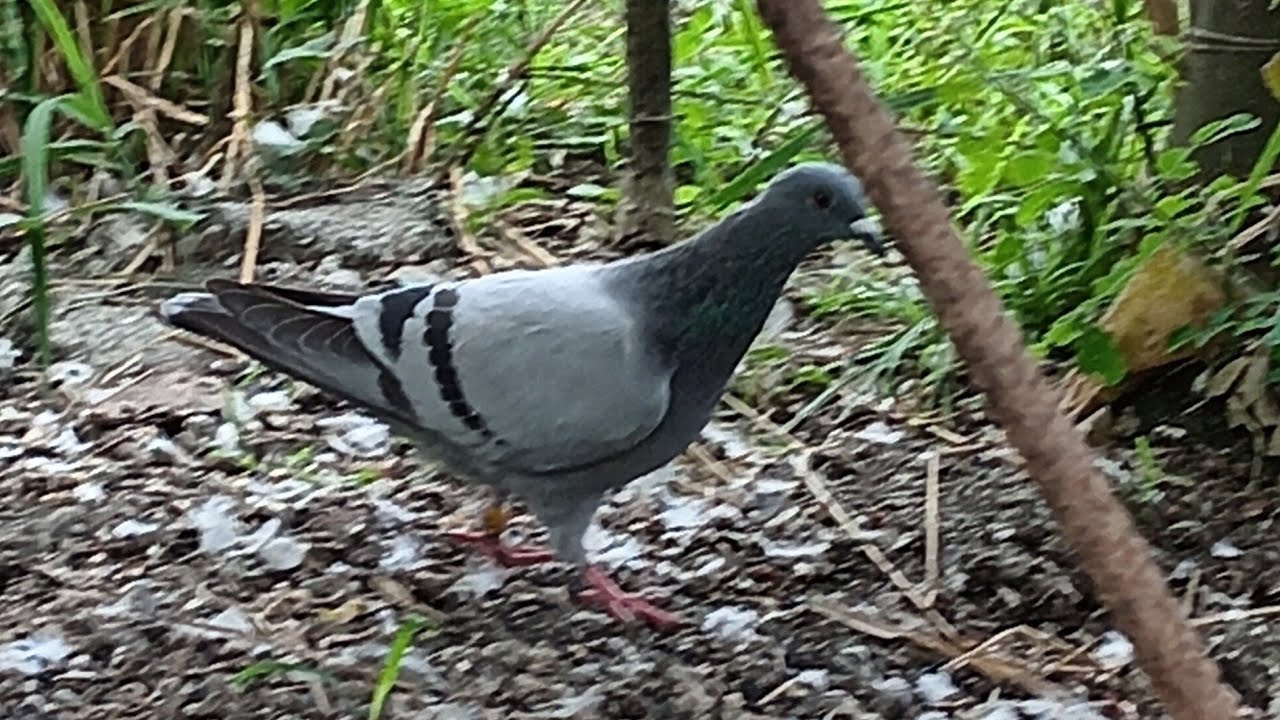 VIEWING LANG, NAISAMA SA PAALPAS