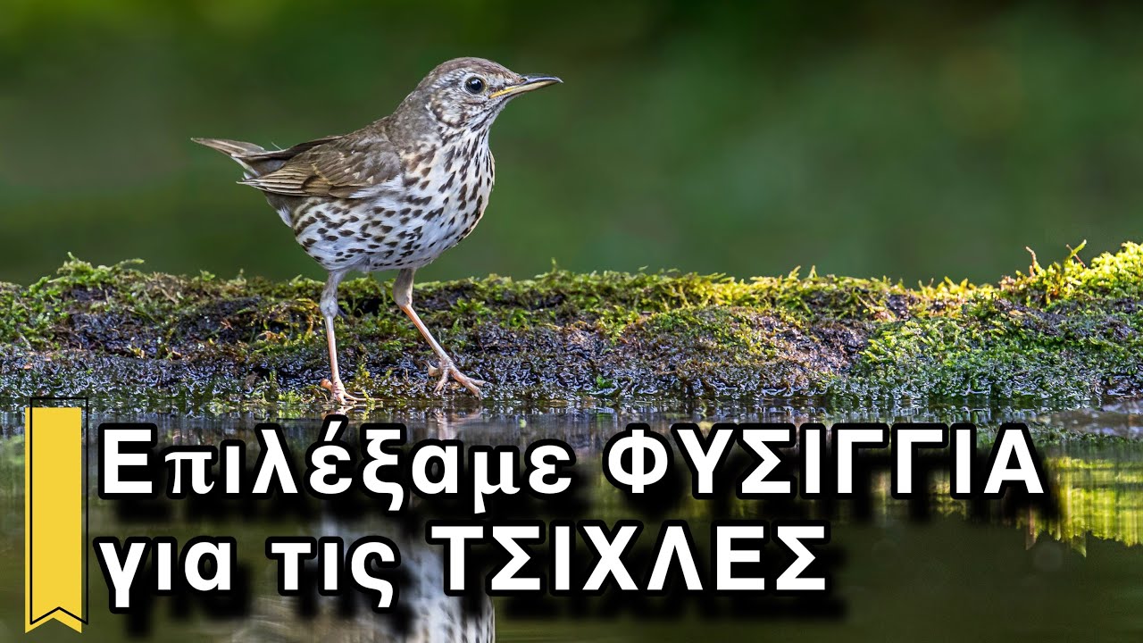 ΚΥΝΗΓΙ ΤΣΙΧΛΑΣ: Ποιο Φυσίγγι Είναι το Καλύτερο σε Κάθε Απόσταση; 💥