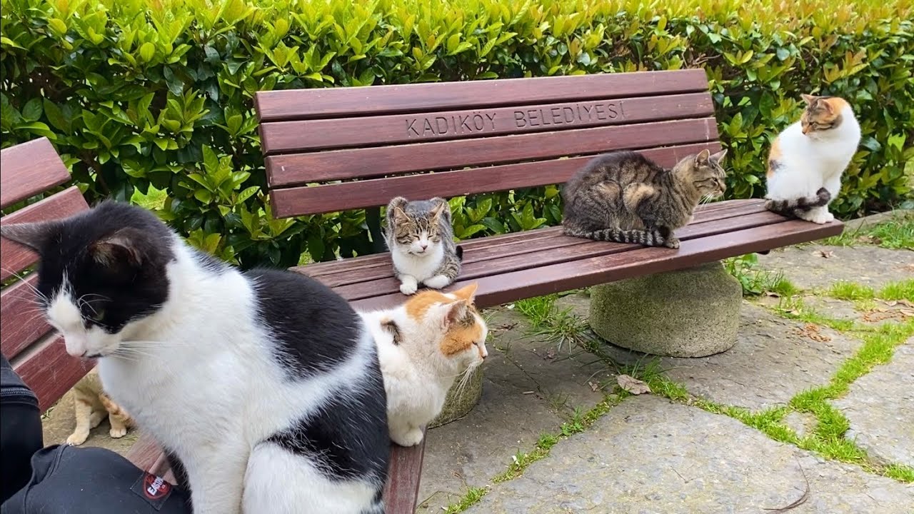Hundreds of beautiful cats live in this park. These cats love people very much. 🥰