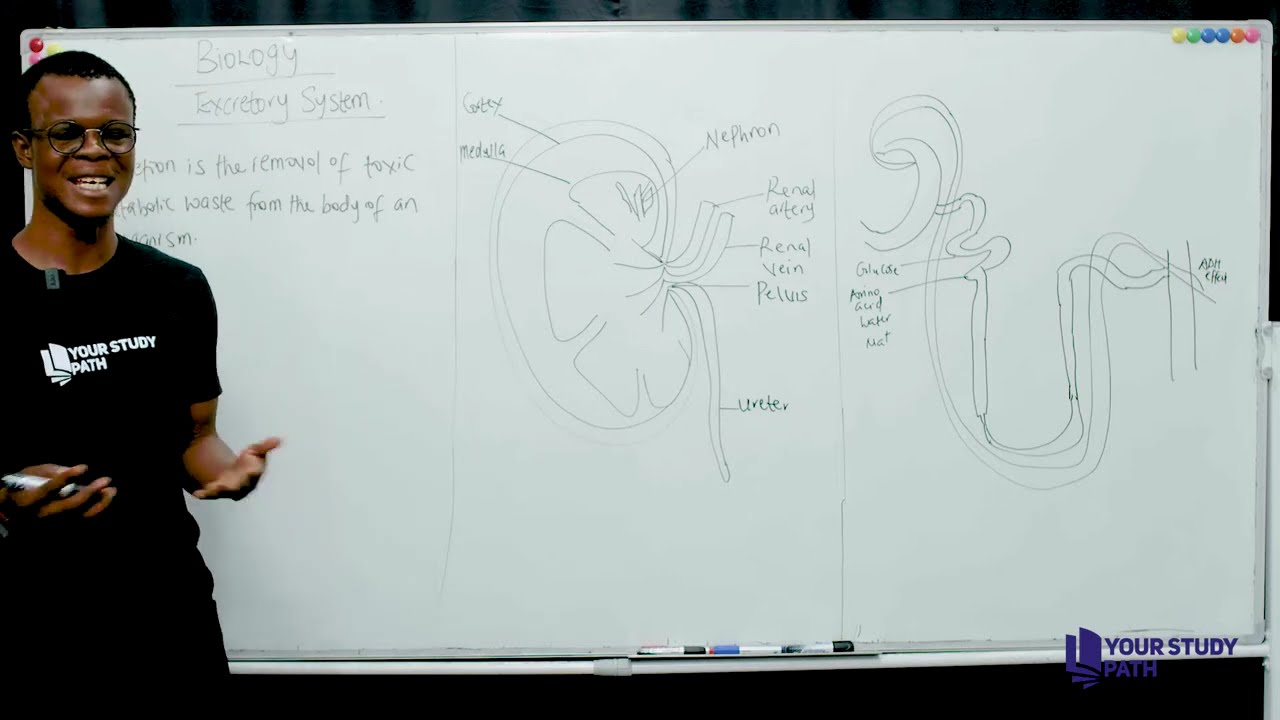 EXCRETORY SYSTEM BIOLOGY 2026 JAMB WAEC CLASS TUTORIAL YOUR STUDY PATH