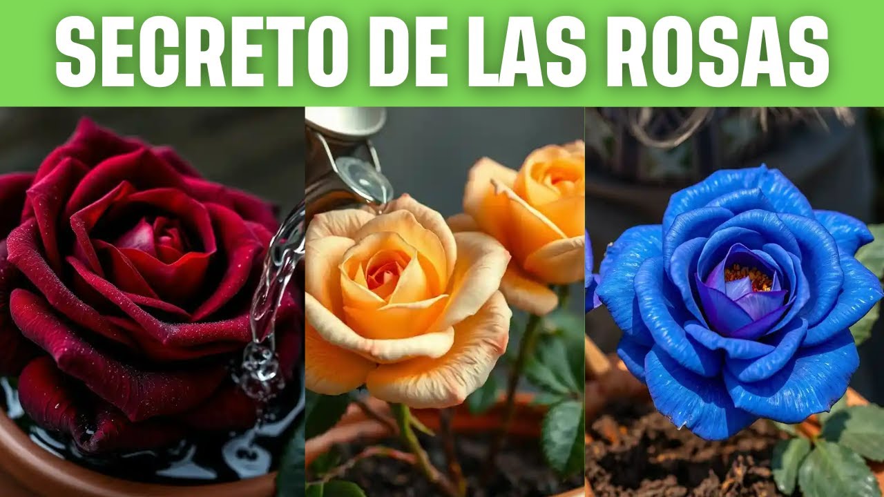 15 FERTILIZANTES CASEROS QUE CONVIERTEN ROSAS COMUNES EN VERDADERAS OBRAS DE ARTE