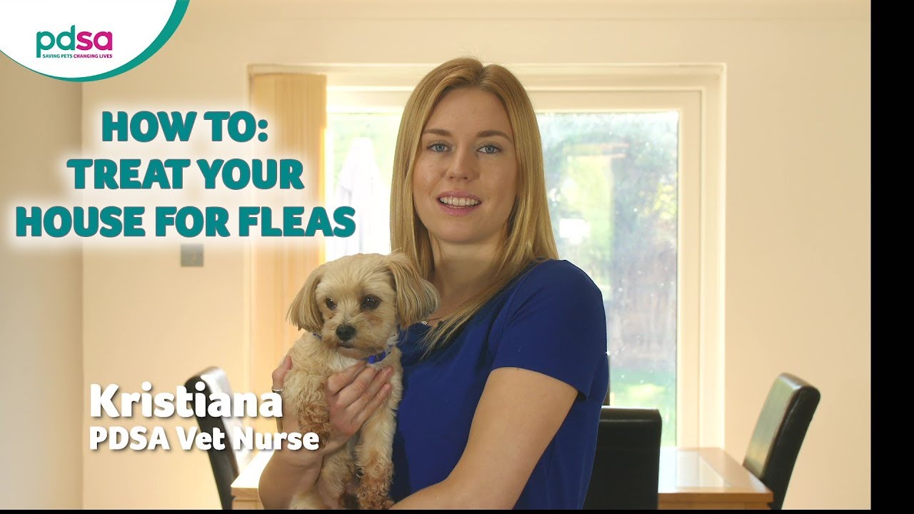How To Treat Your House For Fleas: PDSA Petwise Pet Health Hub