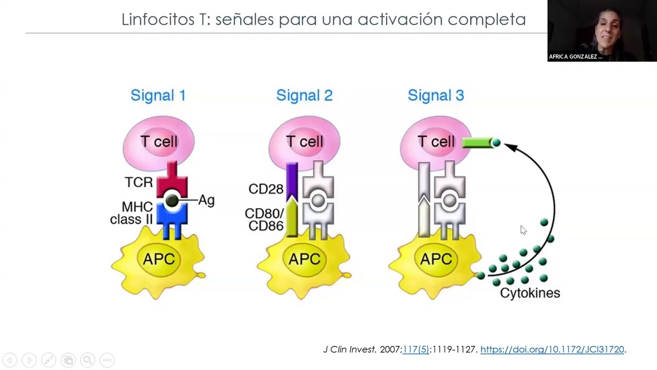 Receptores quimericos antigenicos