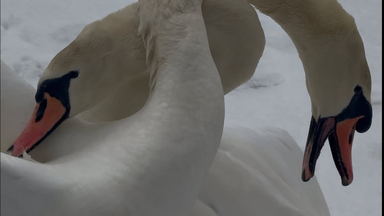Swan Altercation Between Biles & Joe At The Feeding Site. February 14, 2026