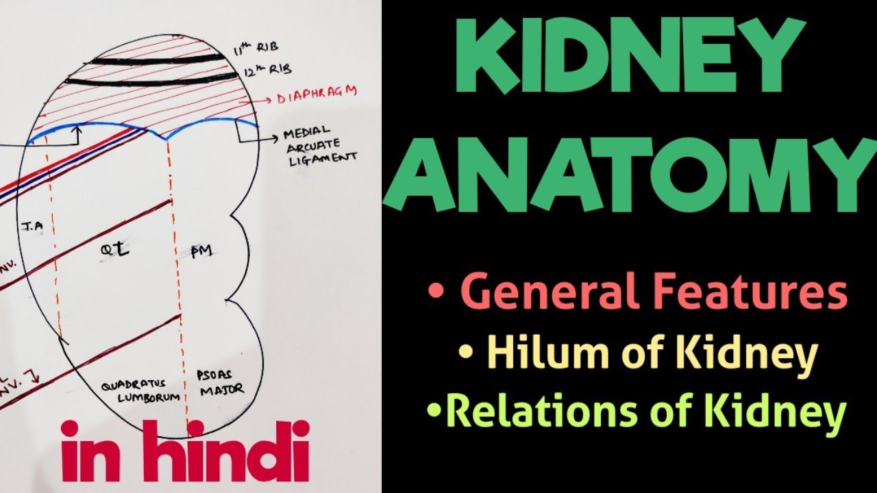 Kidney - Relations & Features | Kidney Anatomy | Abdomen