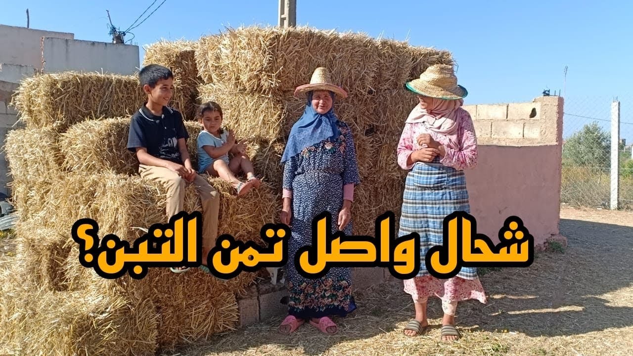 150بالة لشرينا وخا الثمن طالع ولكن هذا هو الحل مع هاد الجفاف الحمد لله على كل حال 🐄🤲🏻🥲🌞