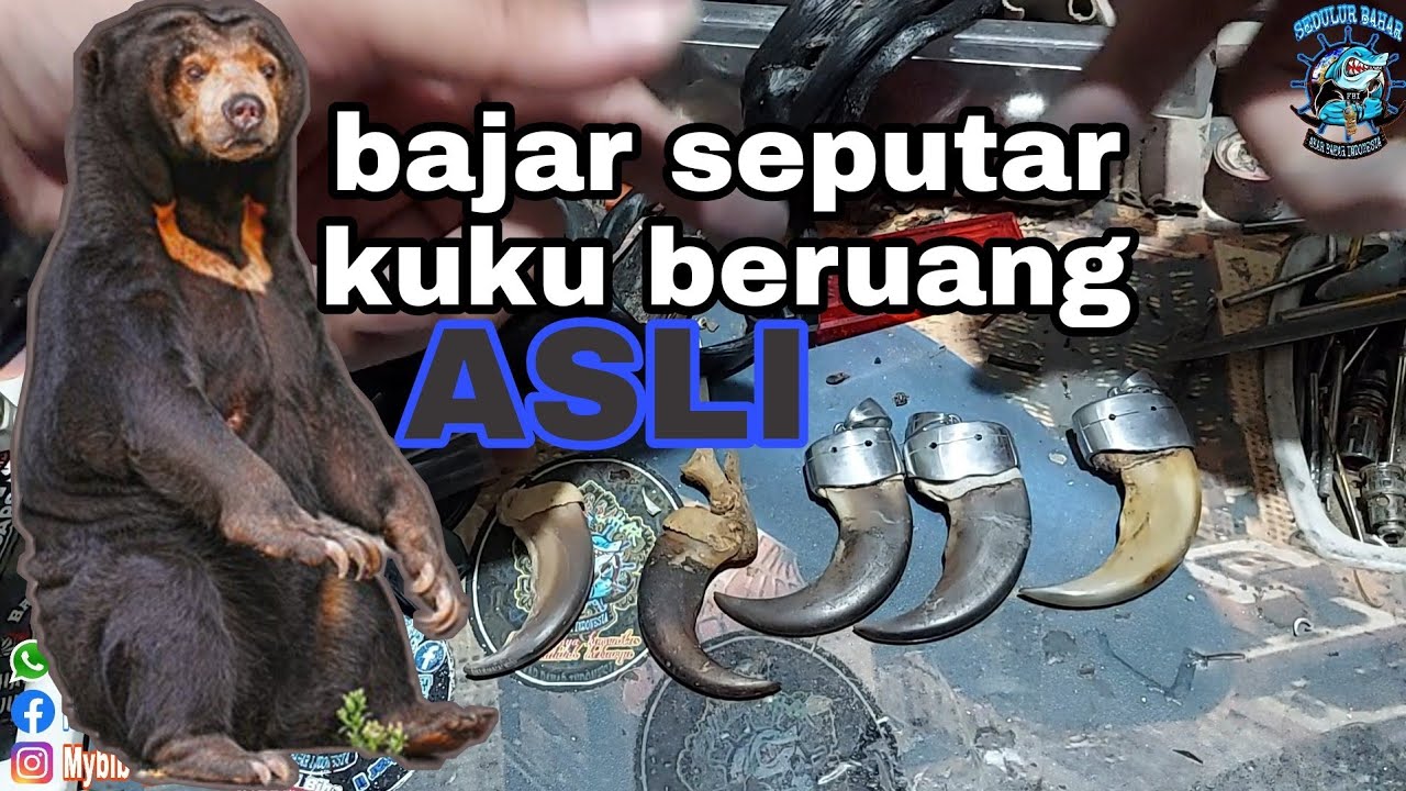mengenal kuku beruang asli