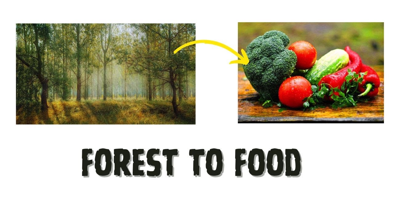 Forest to Food Part 1
