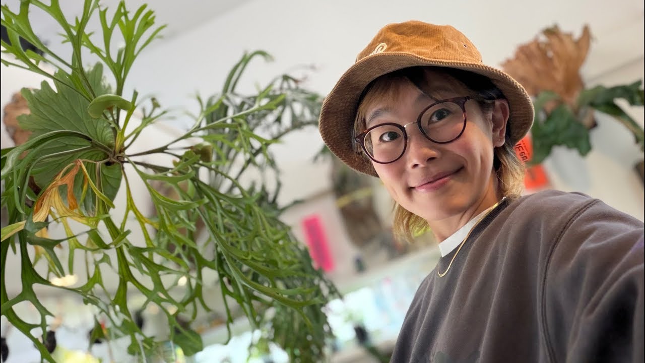 花森さん -ビカクシダ水やり LIVE🫎✨