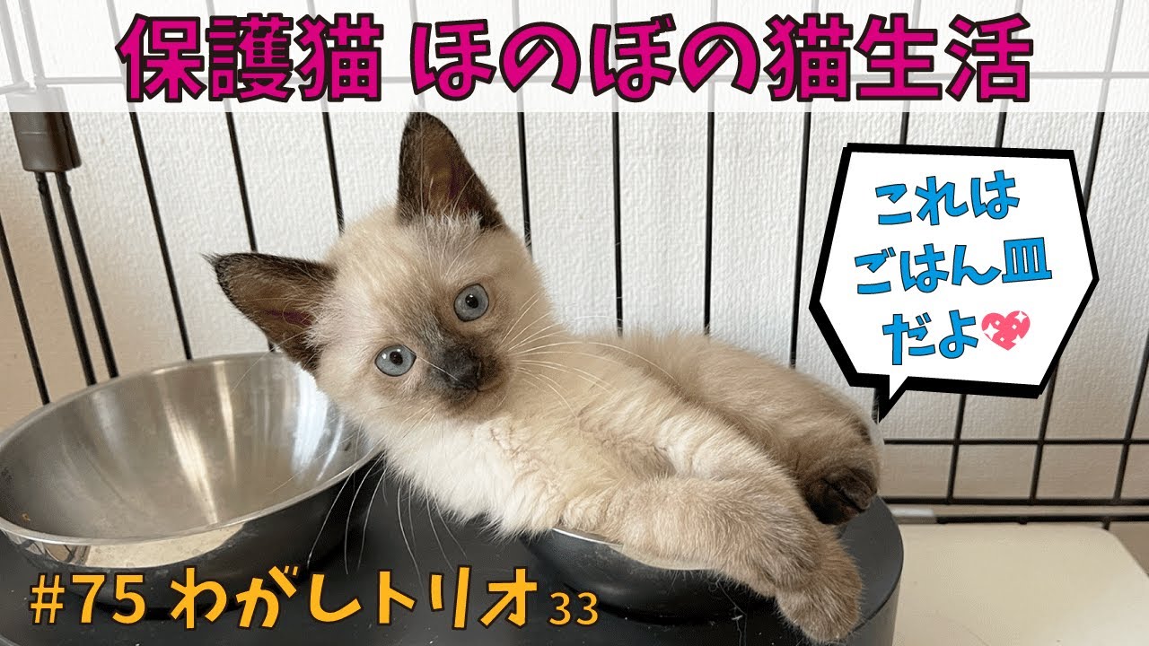 わがし33【保護した野良猫が出産】卒園直前かわいい子猫🍡💎✨のんびり子猫ライフ［#保護猫/#ふみふみ/#眠る］2.5 month old leisurely kitten life