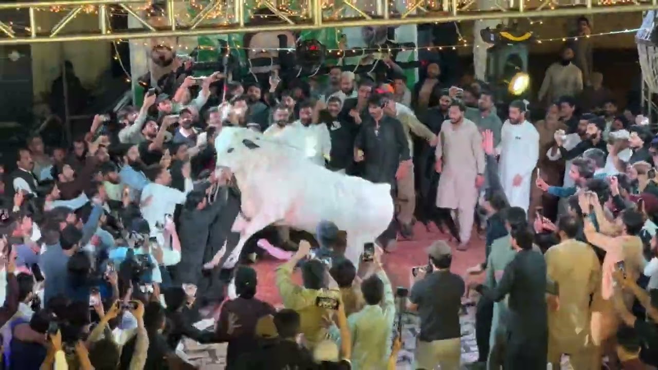 Dangerous Fatehgangi bull 2025 - Qurbani 2025