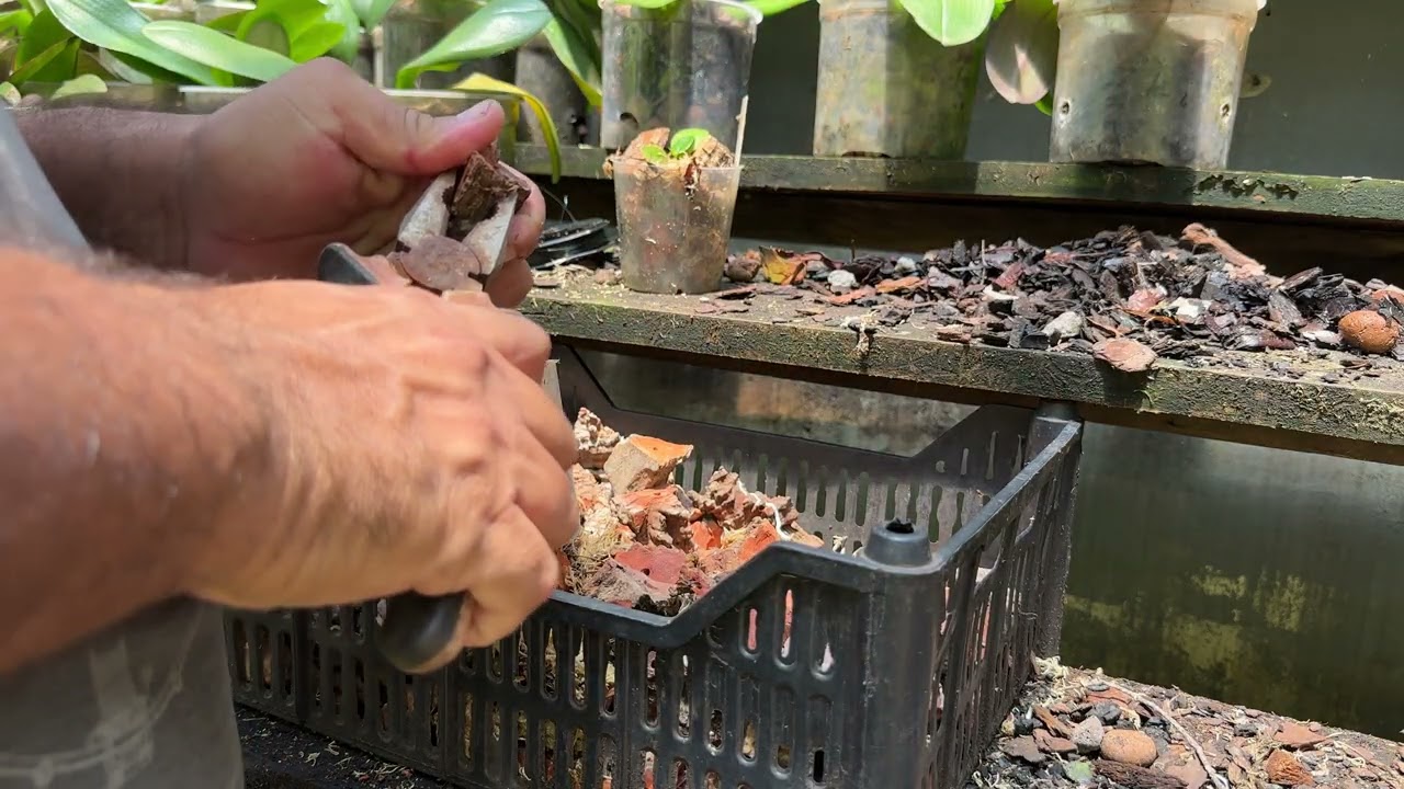 ESTUFA DE CRESCIMENTO PARA PHALAENOPSIS 