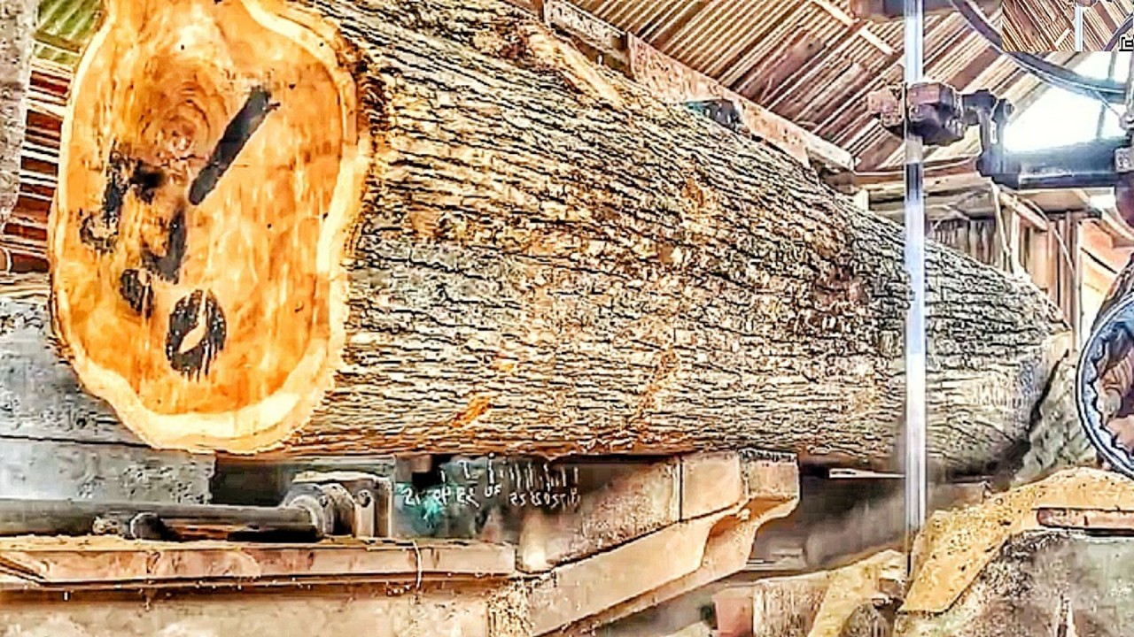 The process of turning large pine logs into thin boards at the sawmill. 🌲🪚