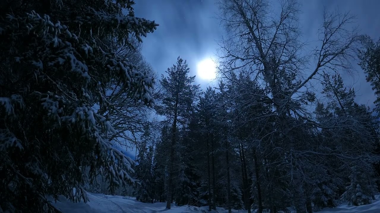  راحه بين ضلام واشجار🌌🌲غموض# #ForestVibes