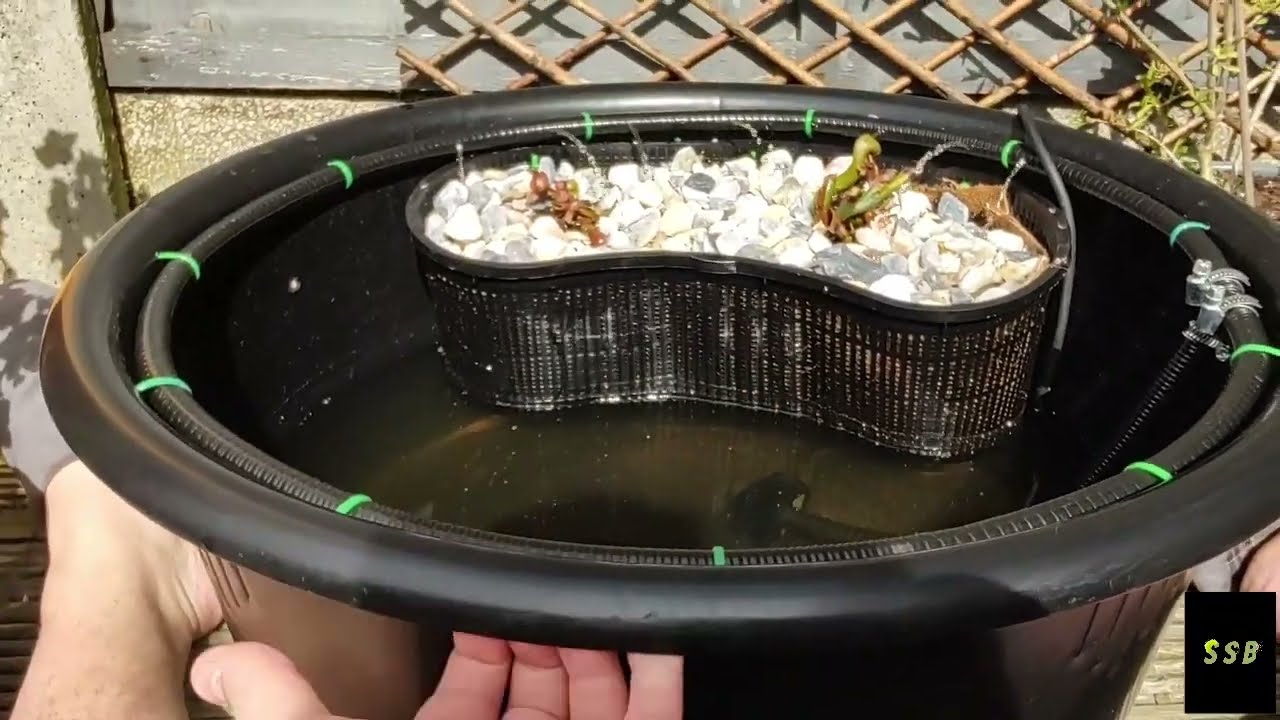 DARLINGTONIA CALIFORNICA CUSTOM MADE WATERING SUMP/POT