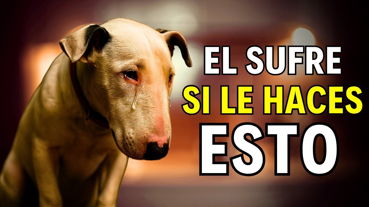 Si HACES alguna de estas 10 cosas... le rompes el corazón a tu perro