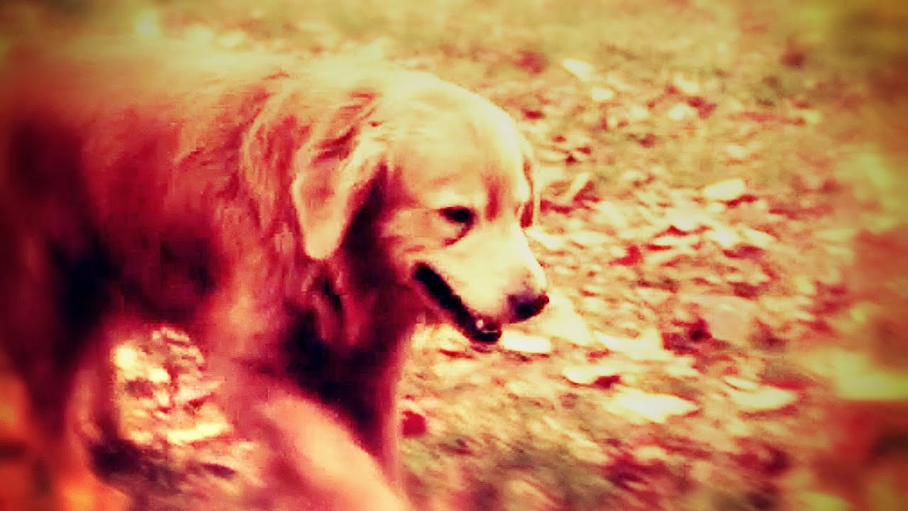 Homeward Bound - “I will always return”