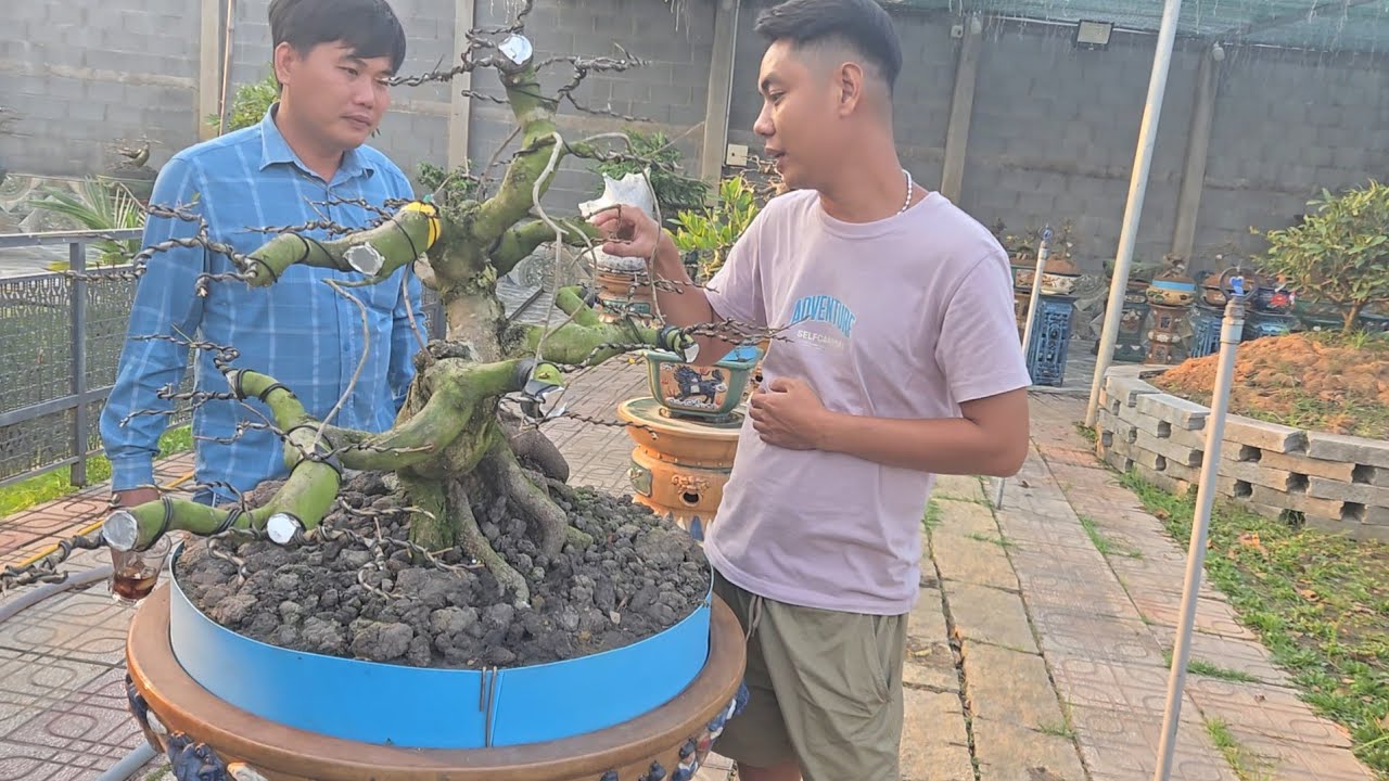 Thăm vườn mai khủng chợ gạo | mai vàng miền nam 