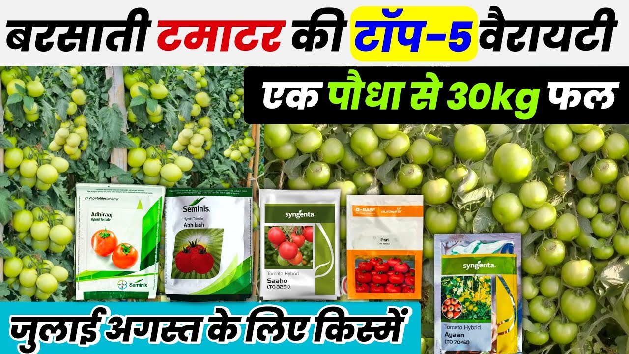 Tamater ki variety | Tamater ki top variety | टमाटर की बेस्ट वैरायटी🌱बरसाती टमाटर की टॉप 5 वैरायटी