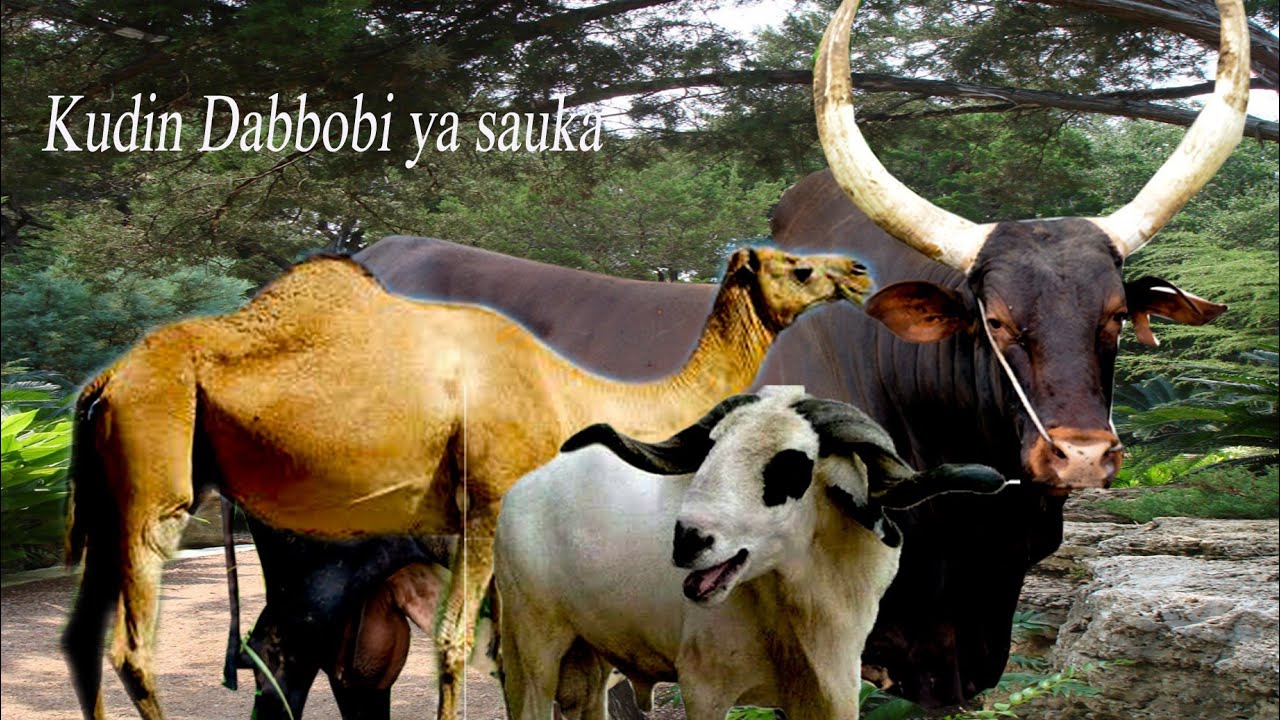 Kasuwar shanu da raguna da rakuma a wannan sallah