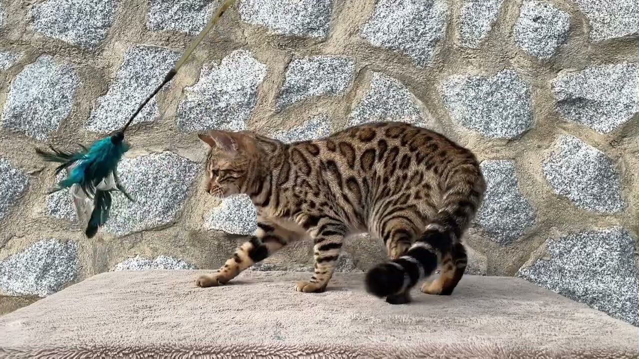Sundiata HAVANA at 11 months old