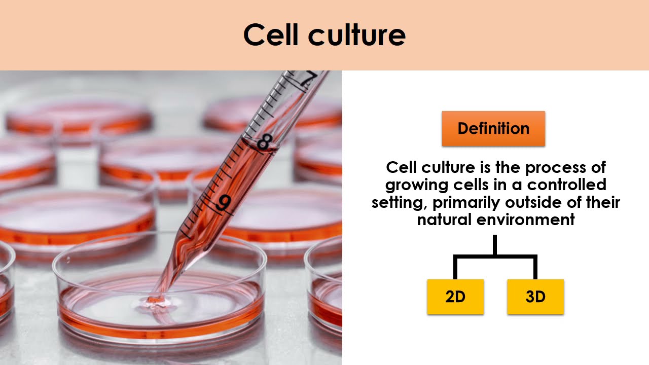 2D vs 3D Cell Culture | Atlantis Bioscience