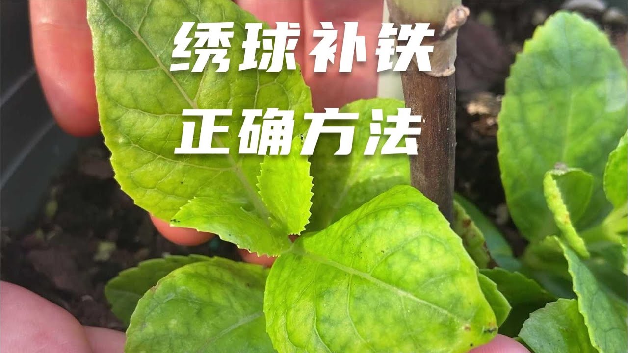 花友给绣球补铁没效果，可能是方法不对，本期教大家正确补铁方法