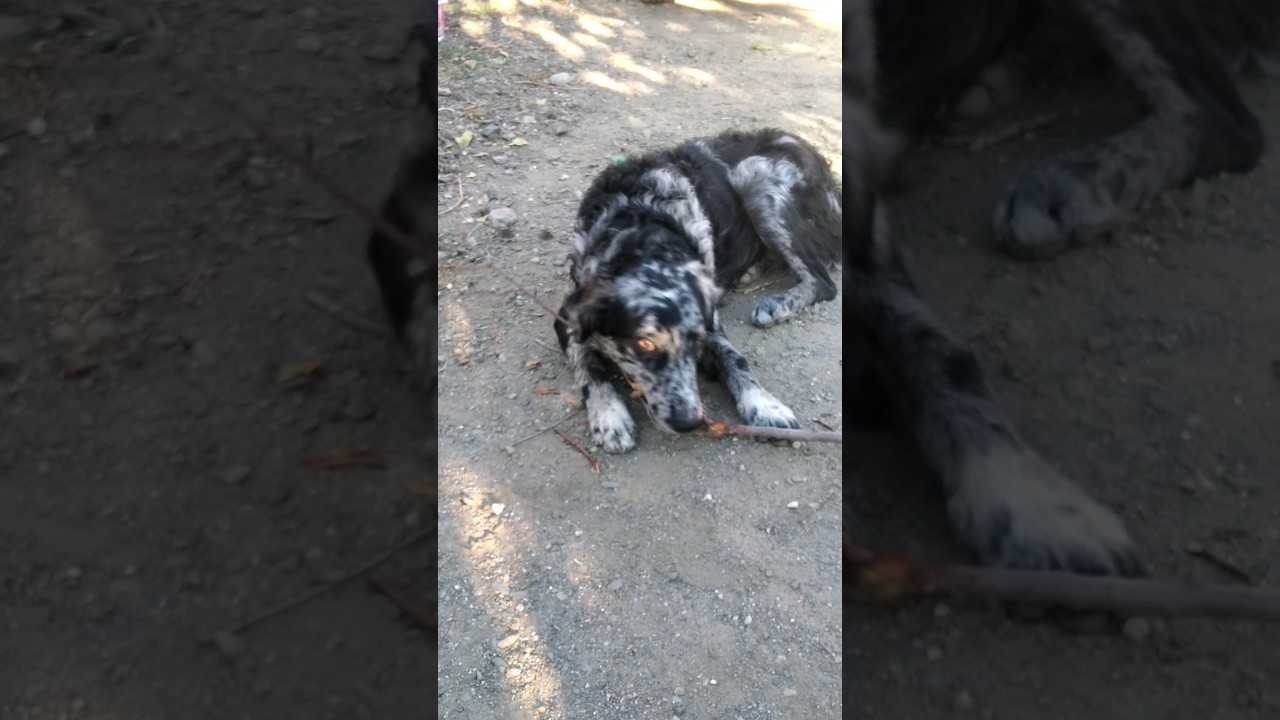perro 