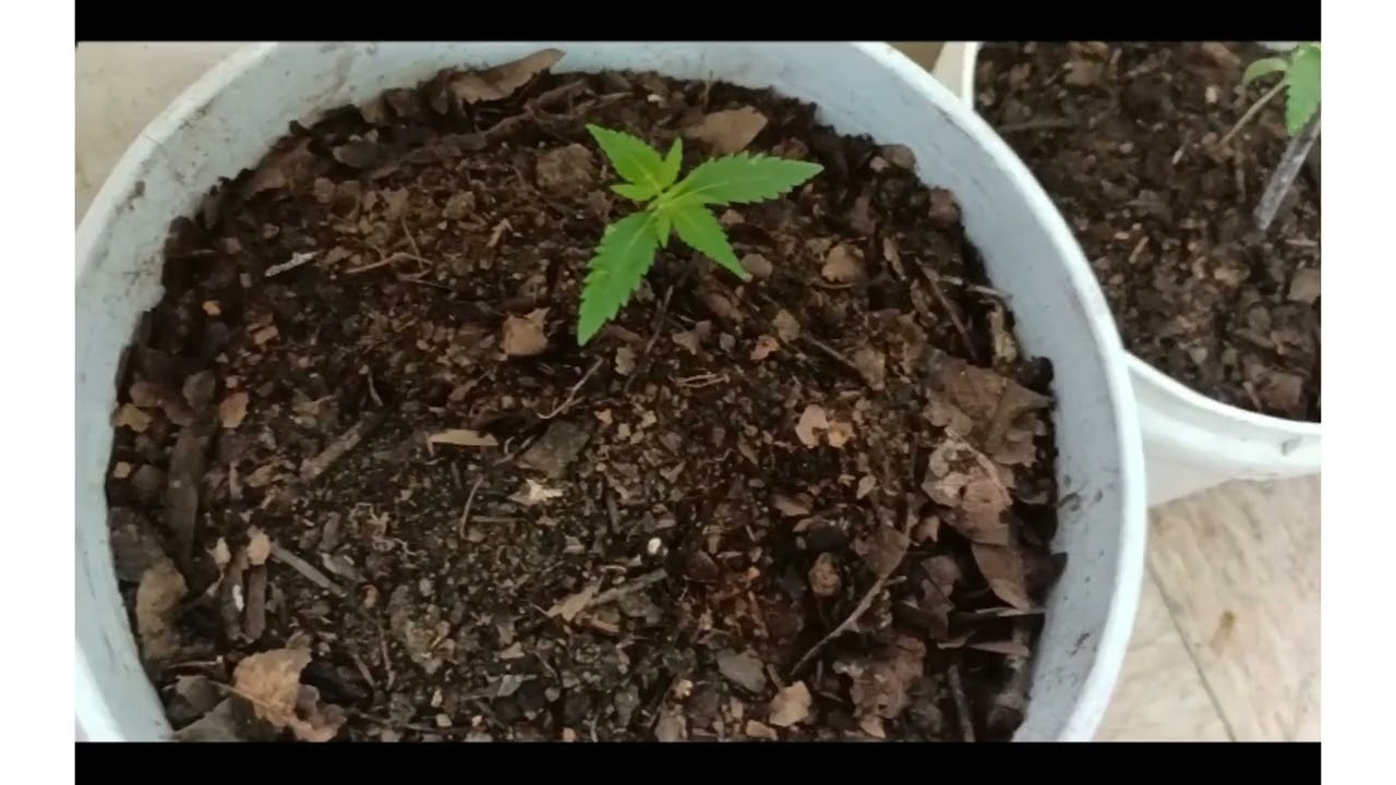 cultivo de marihuana semillas regulares #marihuanaregular #semillasregulares