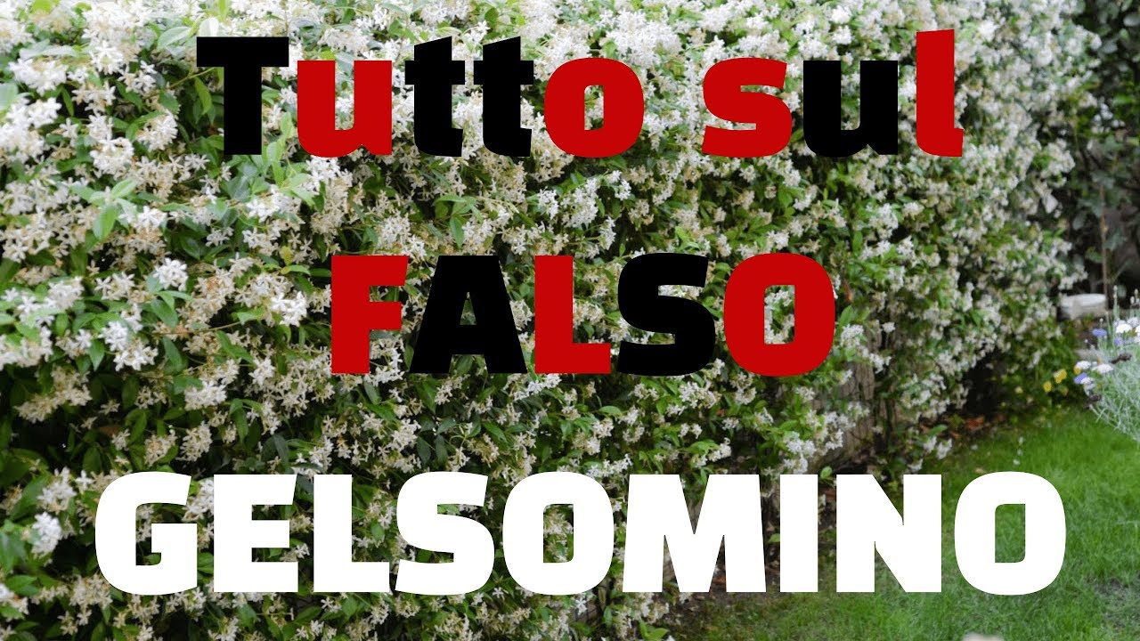 Tutto sul falso gelsomino