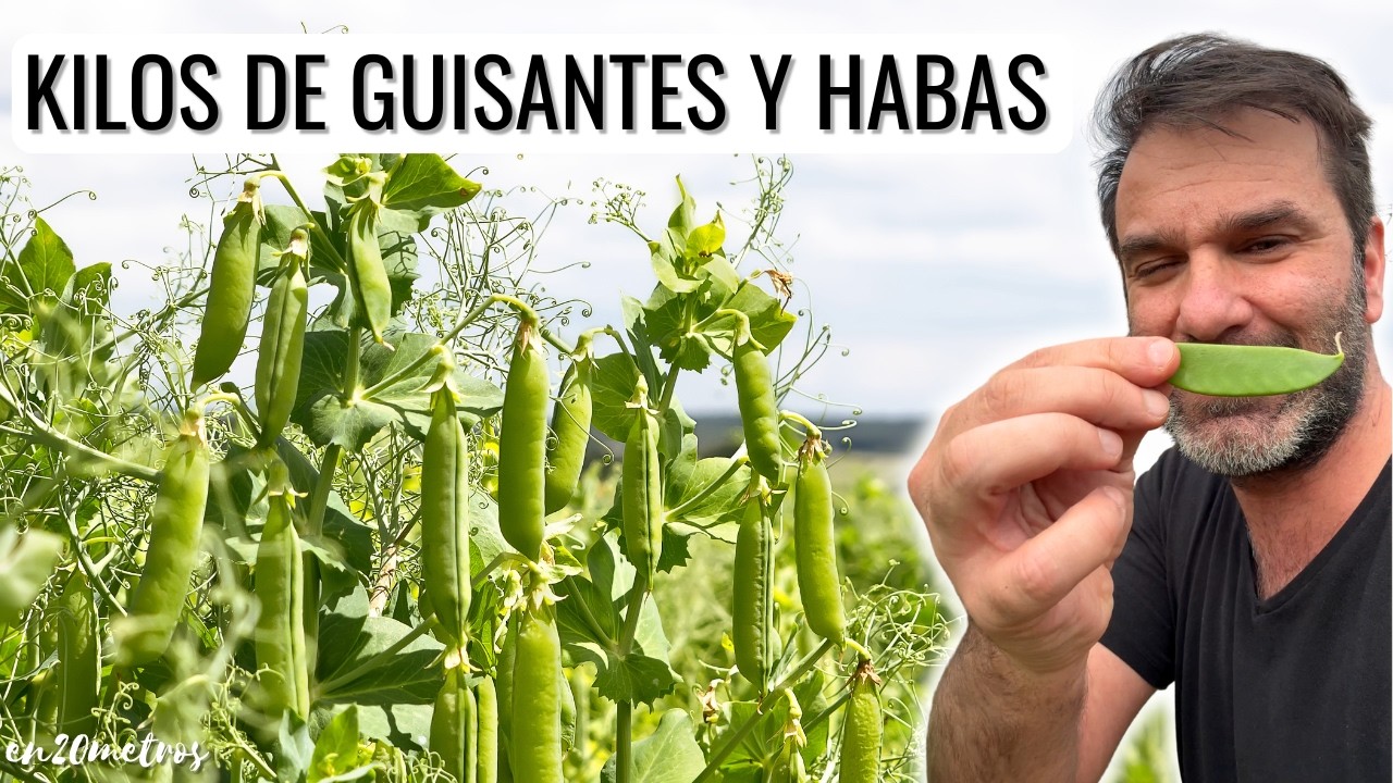 HAZ ESTO CON TUS GUISANTES Y HABAS: multiplica tu producción con estos consejos || en20metros