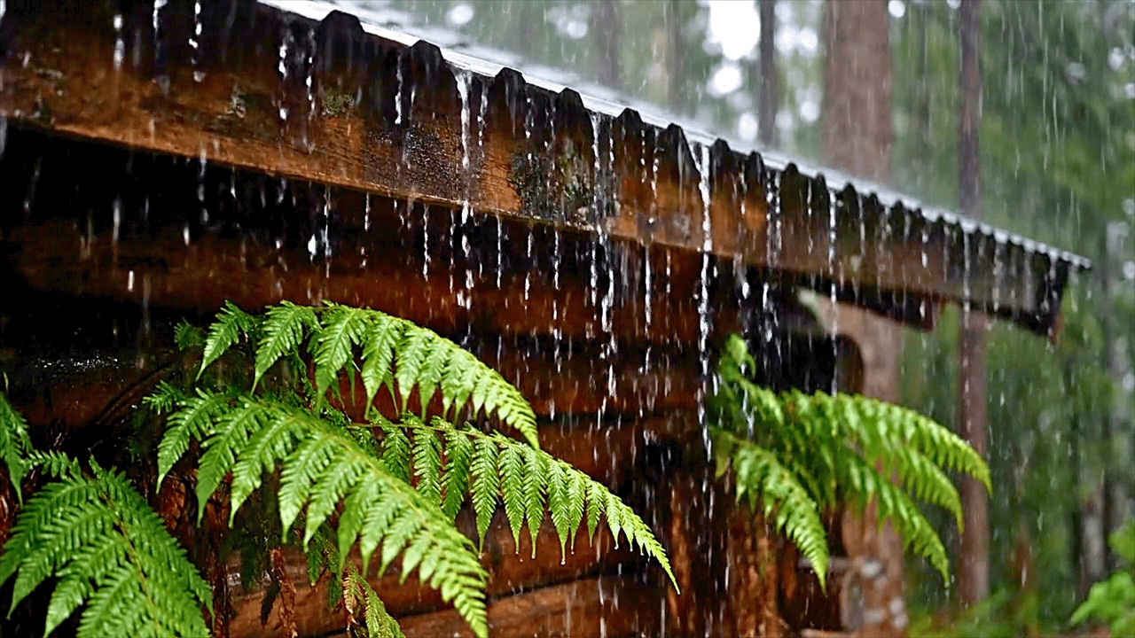 Sons de Chuva na Selva para Foco e Estudo | Som de Chuva de Manhã no Telhado de Zinco para Relaxar