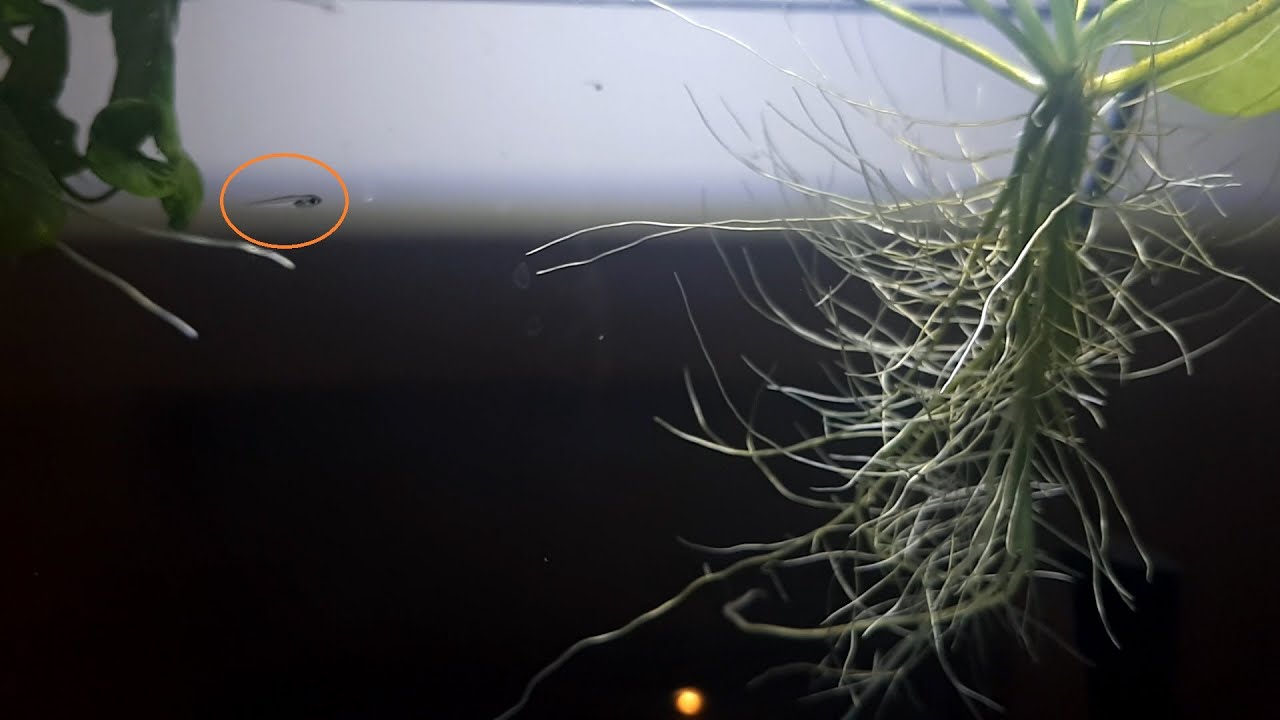 Rainbowfish Breeding: 2 Week Old Rainbowfish Fry