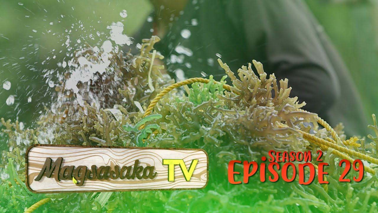 Seaweed Farming (Episode 29)