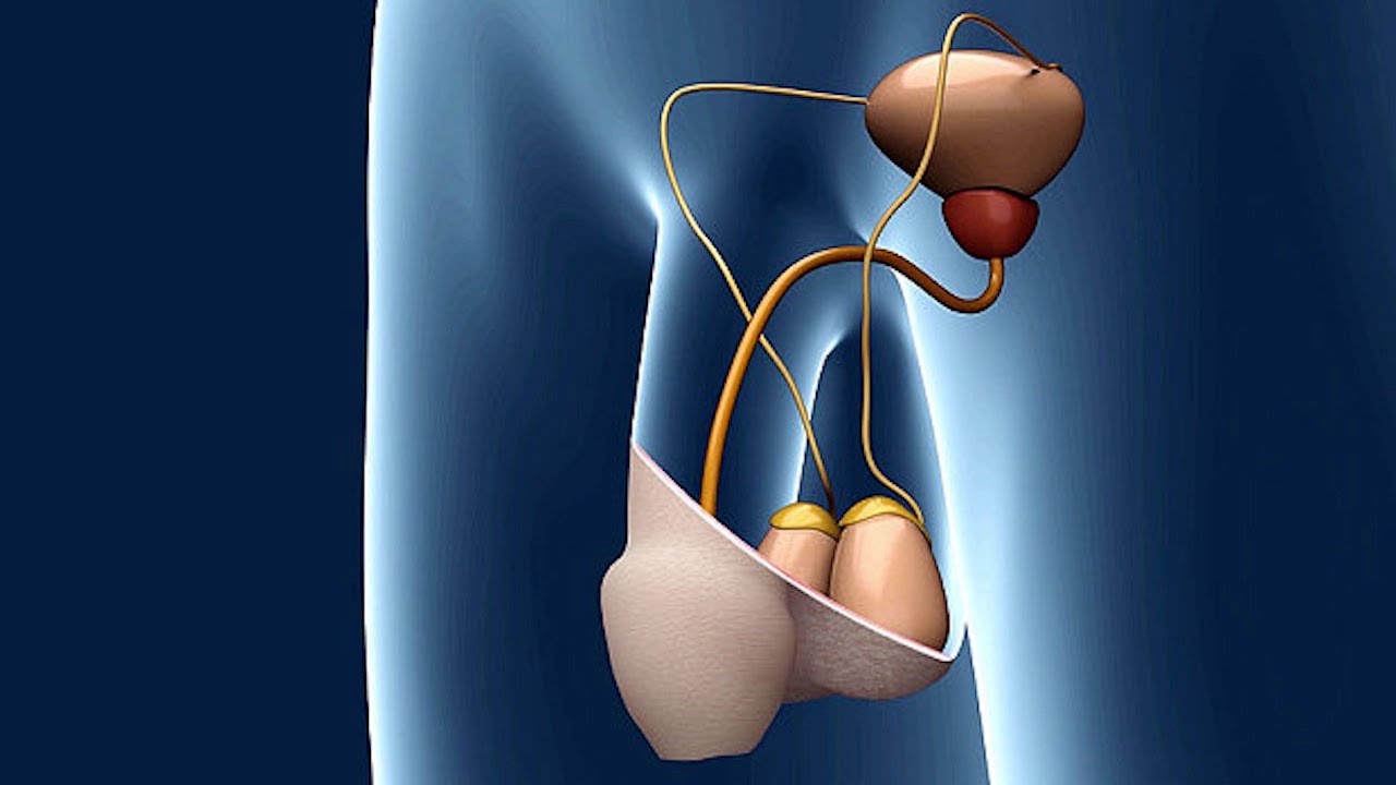 This Male Birth Control Is A Light Switch Inside Your Balls?? | What's Trending Now