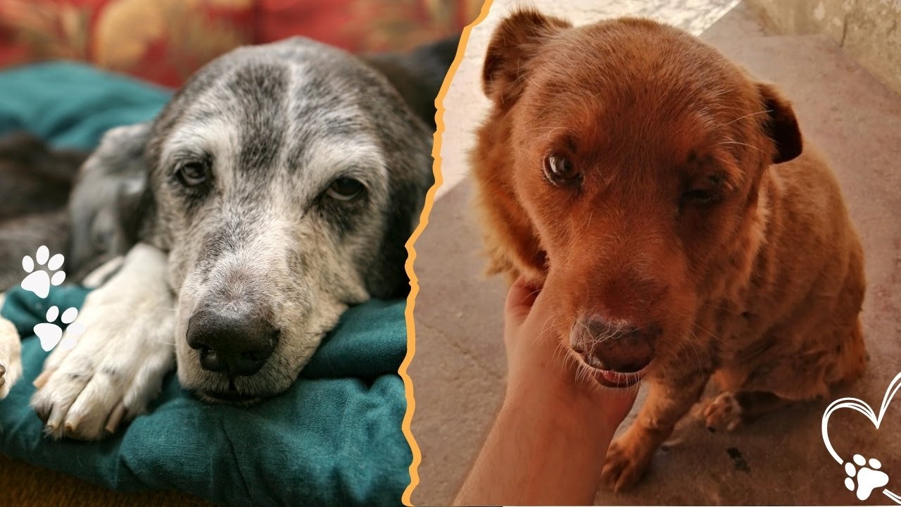 Самая долгоживущая собака всех времен