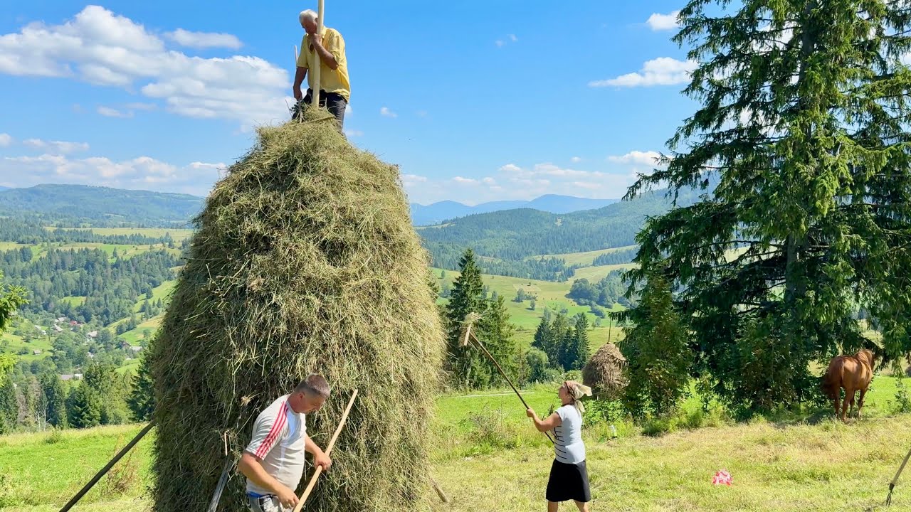 50 years together in the silence of the mountains is the beauty of a simple life|hay harvesting