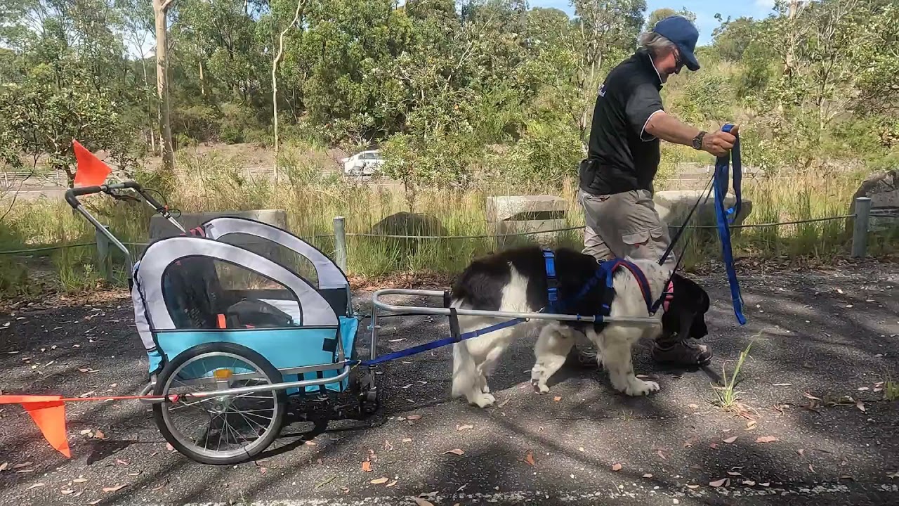 Landseer Newfoundland Carting Training Jan 2022