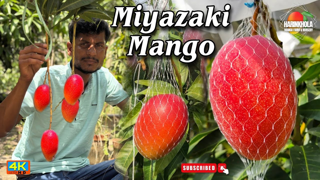 japanese Miyazaki mango tree