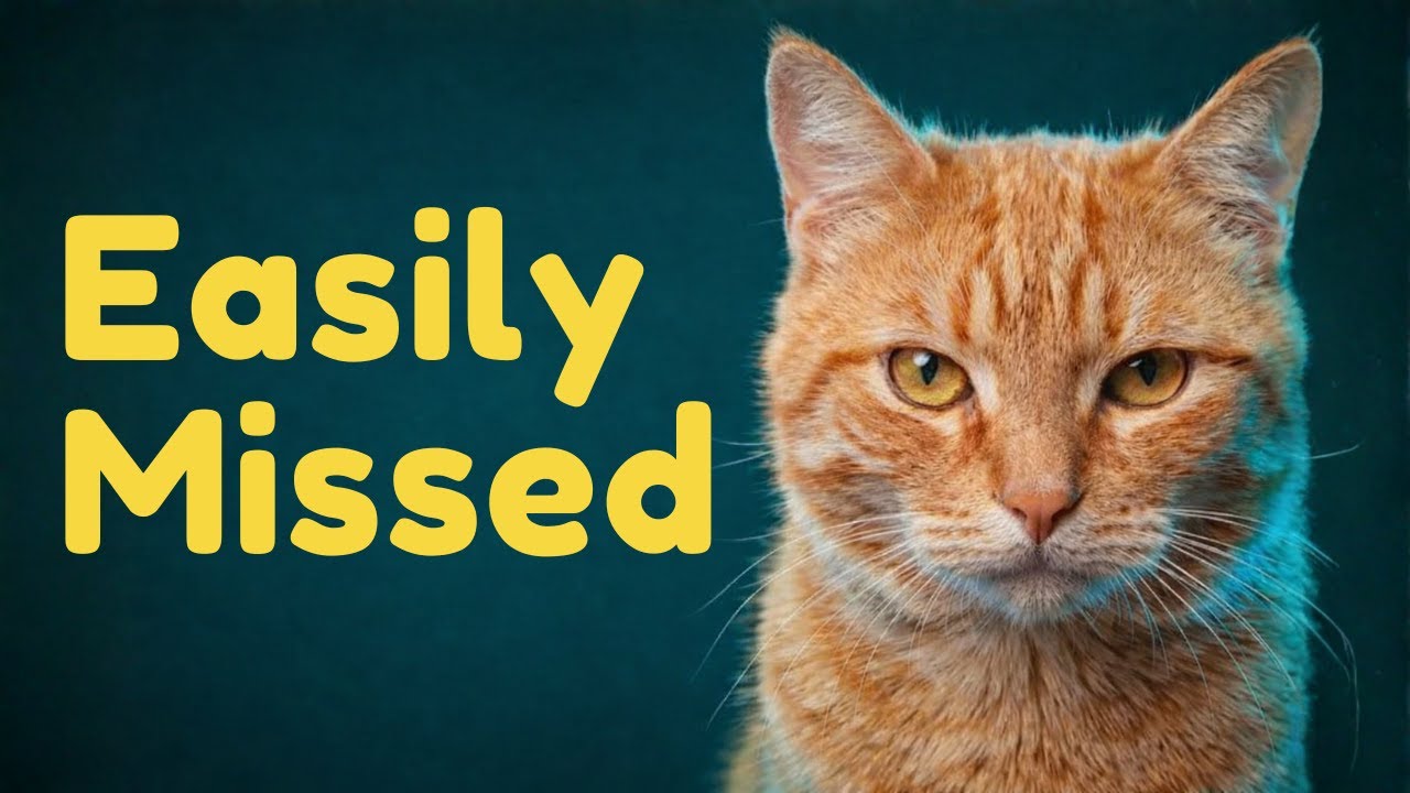 Cat Warning Signs Most Owners Miss