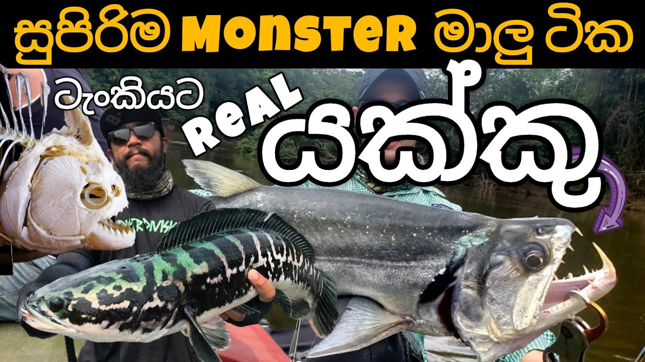 Top Monster fish for your aquarium 🔥 Extreme Predators - part 2