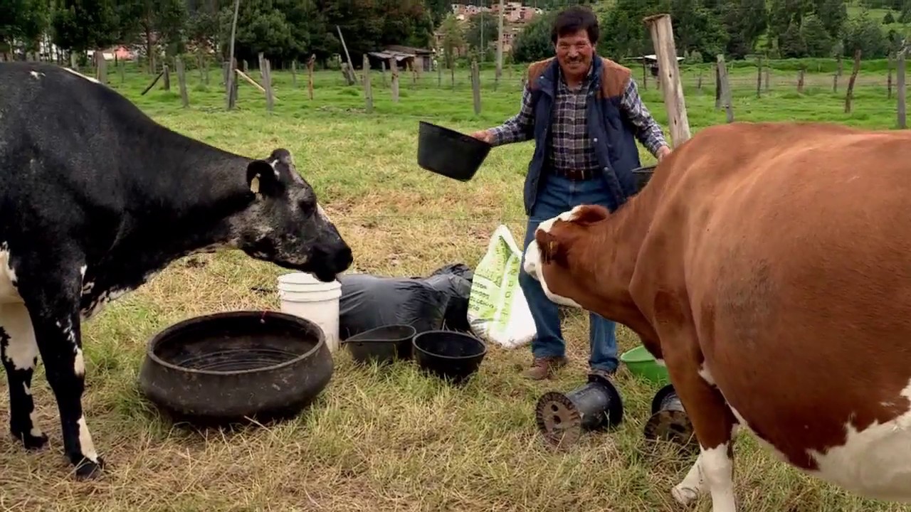 Los pequeños ganaderos también deben planear | La Finca de Hoy