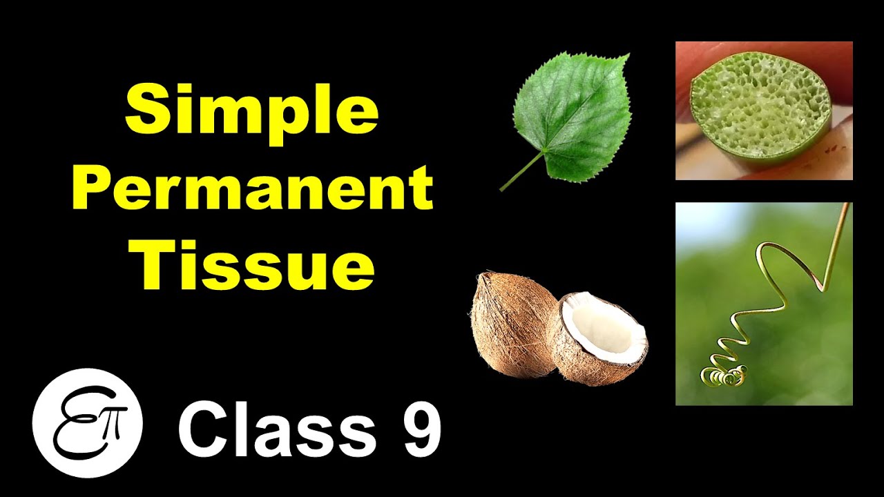 Simple Permanent Tissue || Plant Tissues (Part 2) || in Hindi for Class 9