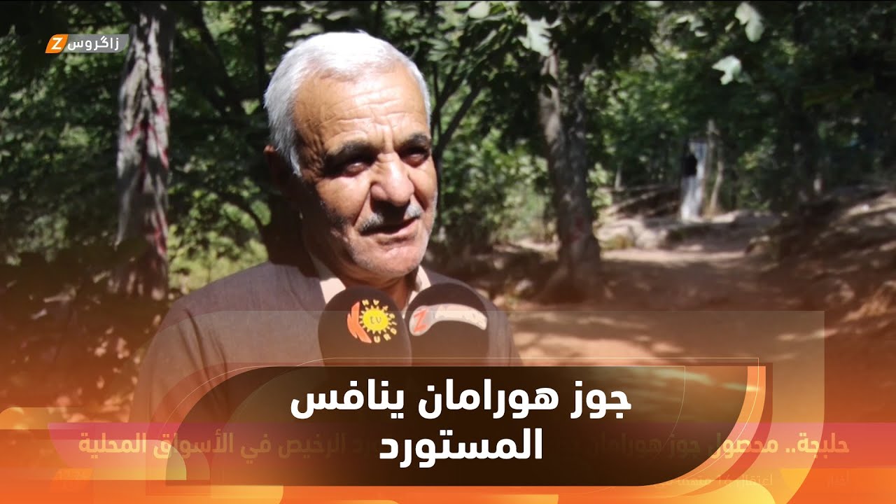 حلبجة.. محصول جوز هورامان ينافس بجودته المستورد الرخيص في الأسواق المحلية