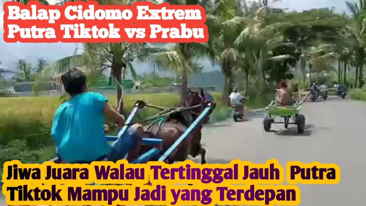 BALAP CIDOMO||PERTARUNGAN SENGIT TERTINGGAL JAUH PUTRA TIKTOK DARI PRABU TAPI AKHIRNYA JUARA
