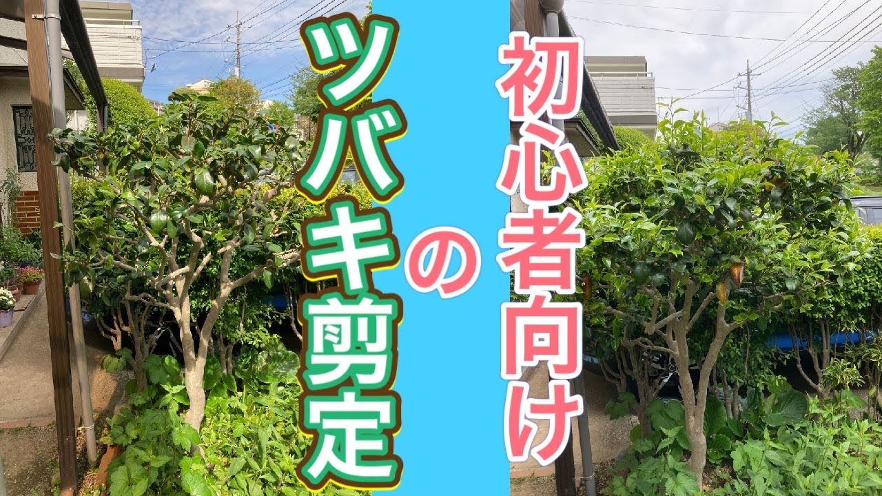 初心者向けのツバキ剪定　ツバキを初めて切る方は急いで見てください！（字幕対応）